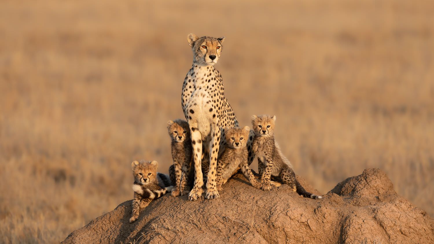 PREVIEW_Big_Cats_of_the_Serengeti_trip_report_September_2019_wild4_African_photographic_tours_Stu_Porter-1