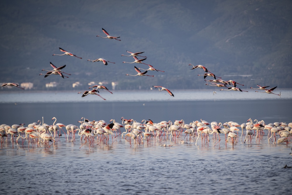 A flock of flamingos in Izmir bird sanctuary