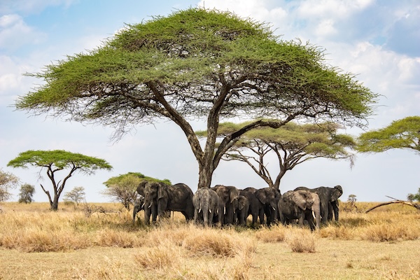 beautiful-shot-of-african-bush-elephants-loxodont-2025-02-09-00-50-42-utc